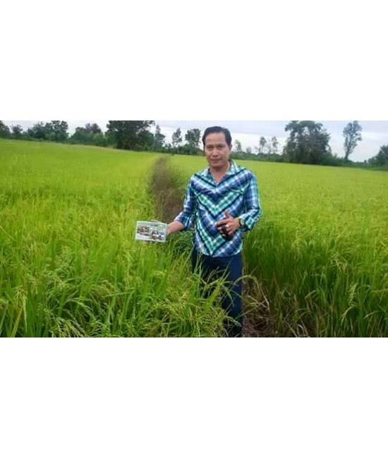 Thailand organic fertilizers