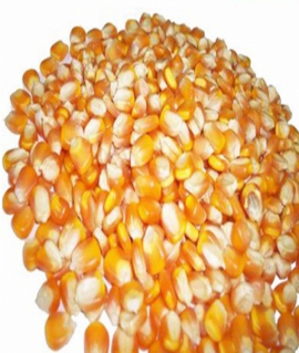 Corn grain