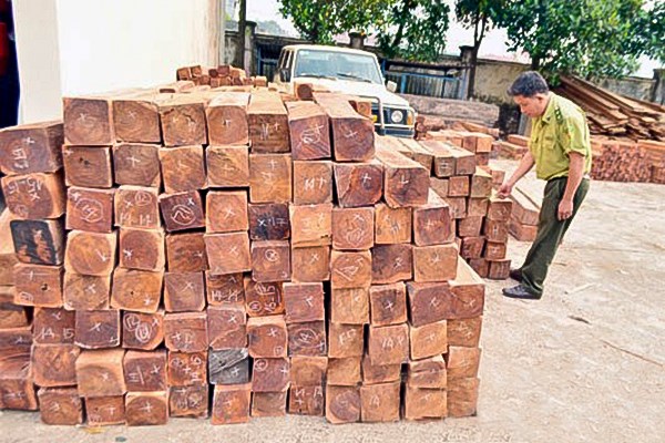 Melaleuca Wood