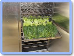 Medicinal herb dryer