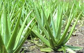 Aloe vera