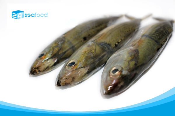 Spanish mackerel