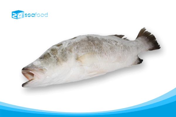 Barramundi