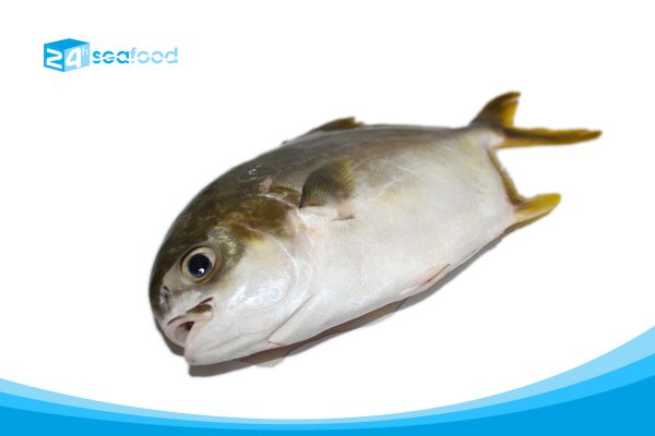 Yellowfin seabream