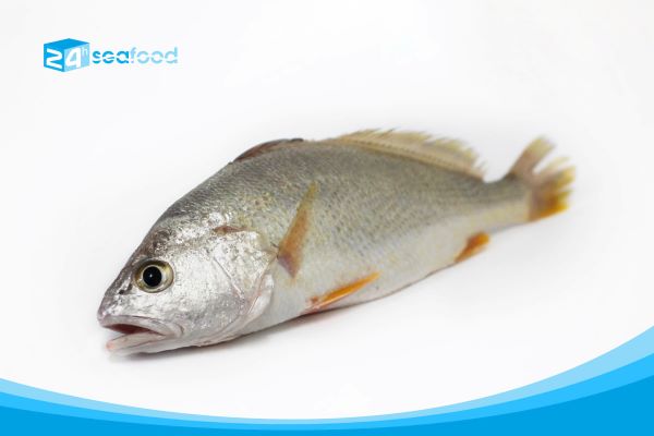 Catfish