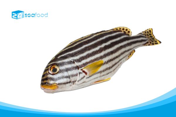 Snapper