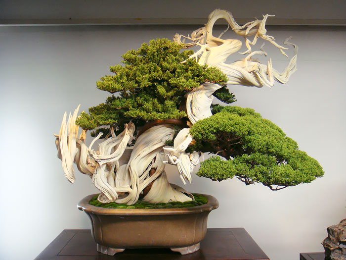 Bonsai tree