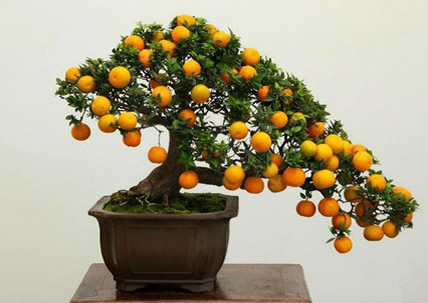 Bonsai tree