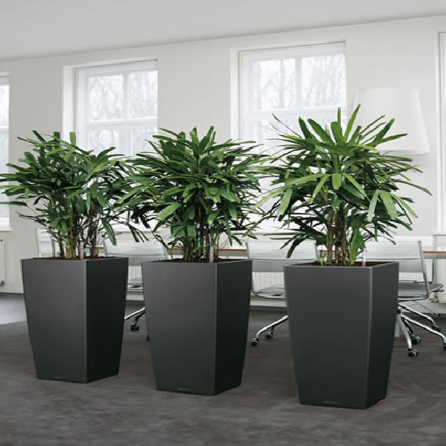 Leasing of tree