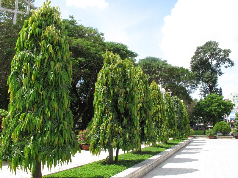 Outdoor tree