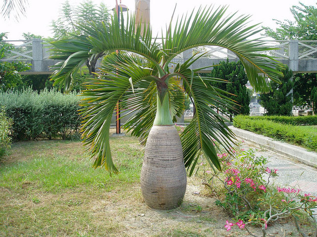 Outdoor tree