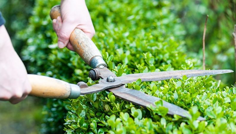 Planting and tending tree