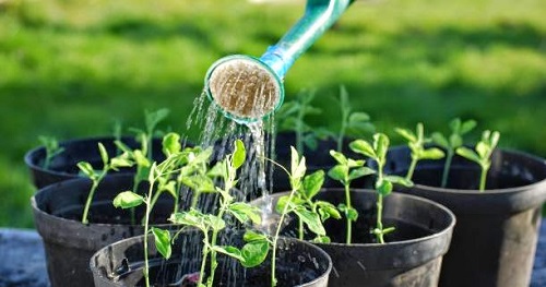 Planting and tending tree