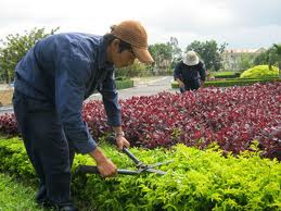 Planting and tending tree