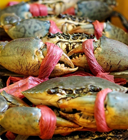 Sea crab