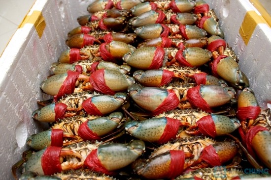 Sea crab