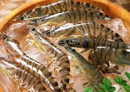 Fresh shrimp
