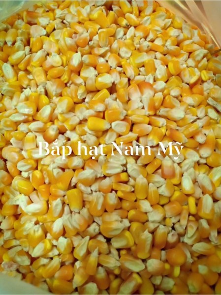 South American corn kernels
