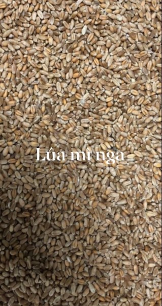 Wheat
