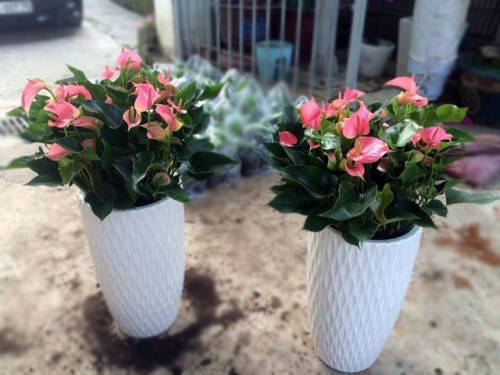 Anthurium Taiflower