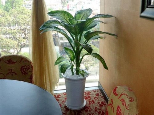 Aglaonema