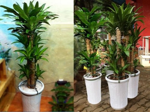 Dracaena fragrans