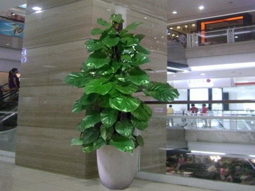 Dumb-cane
