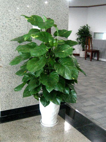Dumb-cane