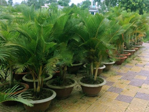Chrysalidocarpus lutescens