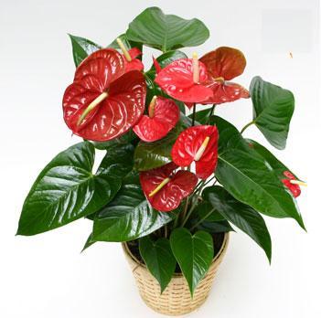 Anthurium Taiflower