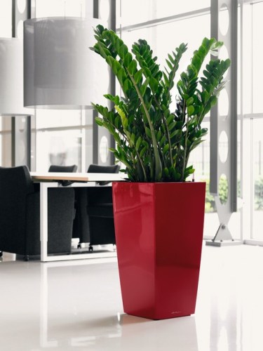Aroid Palm