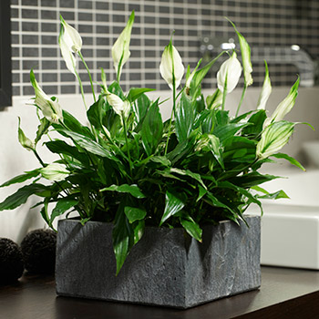Peace Lily