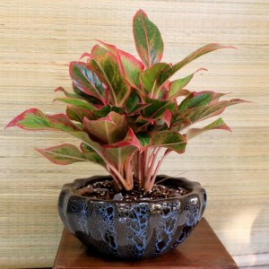 Aglaonema Red