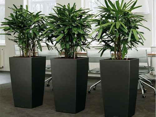 Lady palm