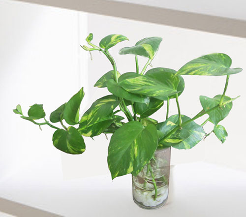 Baby Rubber Plant
