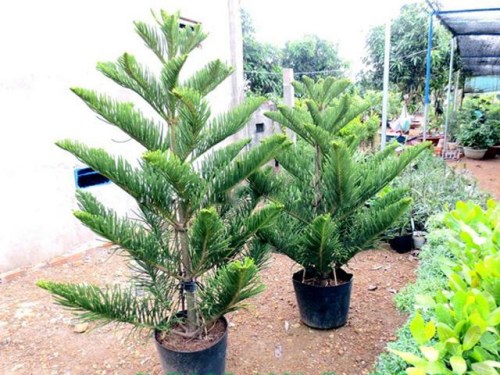 Araucaria heterophylla