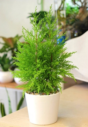 Cupressus macrocarpa