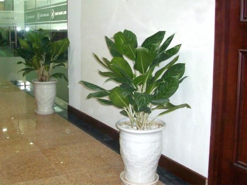 Stripes Chinese Evergreen Plant for rent