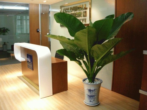 Aglaoocma trees for rent