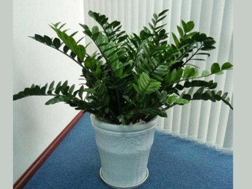 Aroid Palm trees for rent