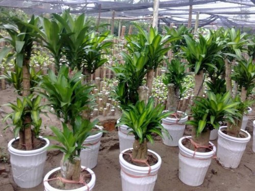 Dracaena fragrans trees for rent