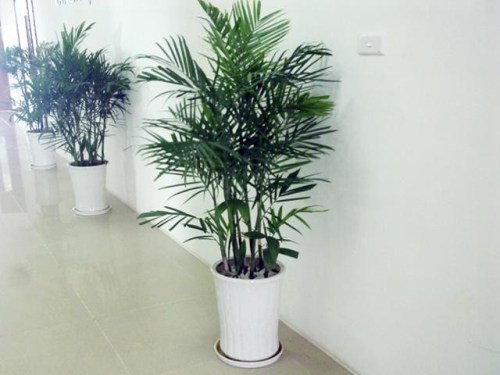 Chamaedorea elegans for rent