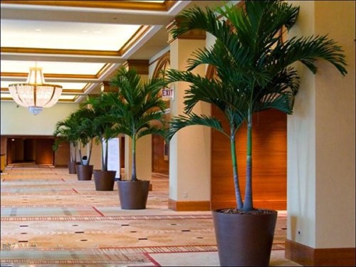 Thai Trang areca tree for rent