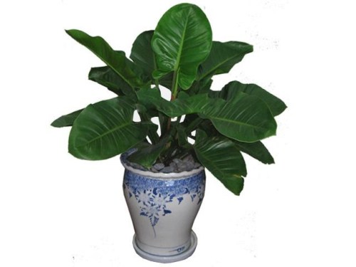 Philodendron Imperial Green trees for rent