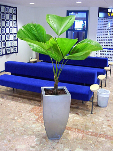 Palm
