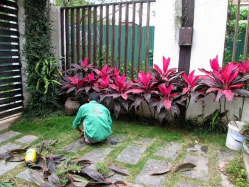 Landscape caring services