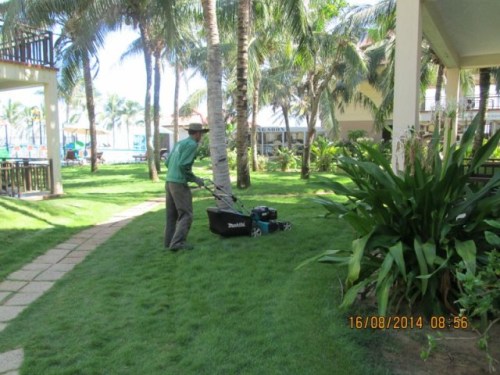 Landscape caring services