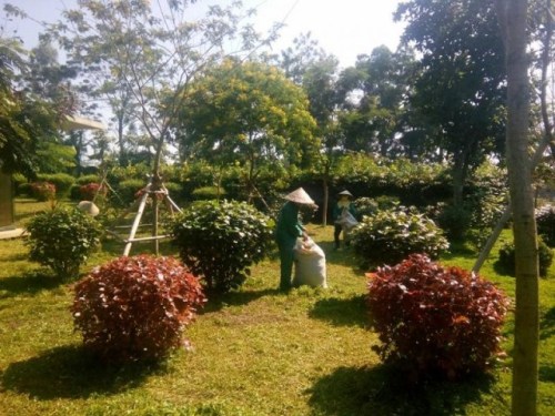 Landscape caring services