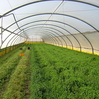 Greenhouse film