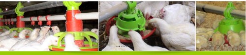 Automatic Chicken Feeding System